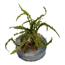 Tropica_Cryptocoryne_crispatula2.webp