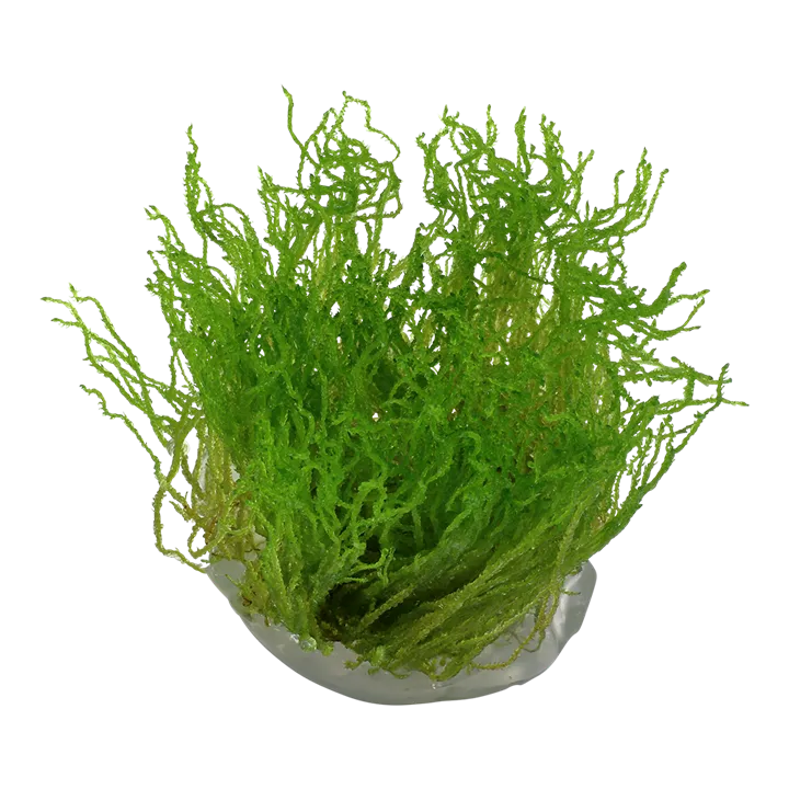 Tropica_Taxiphyllum_Flame_Moss2.webp