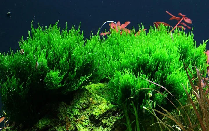 Tropica_Taxiphyllum_Flame_Moss3.webp