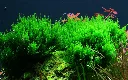 Tropica_Taxiphyllum_Flame_Moss3.webp