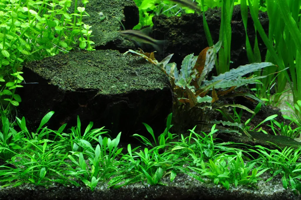 Tropica_Cryptocoryne_parva4.webp