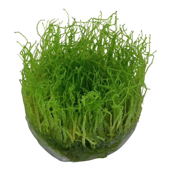 Tropica_Taxiphyllum_barbieri_Bogor_Moss_or_Java_Moss2.webp