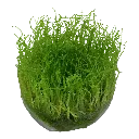 Tropica_Taxiphyllum_barbieri_Bogor_Moss_or_Java_Moss2.webp