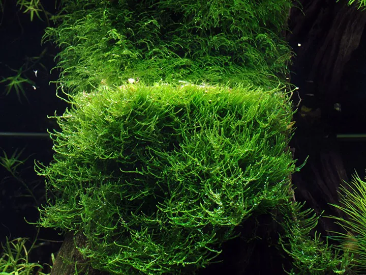 Tropica_Taxiphyllum_barbieri_Bogor_Moss_or_Java_Moss4.webp