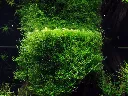 Tropica_Taxiphyllum_barbieri_Bogor_Moss_or_Java_Moss4.webp