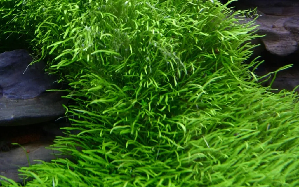 Tropica_Utricularia_graminifolia3.webp