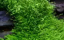Tropica_Utricularia_graminifolia3.webp