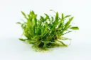 Tropica_Cryptocoryne_parva2.webp