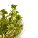 flora_detail_moss_3 (1).webp