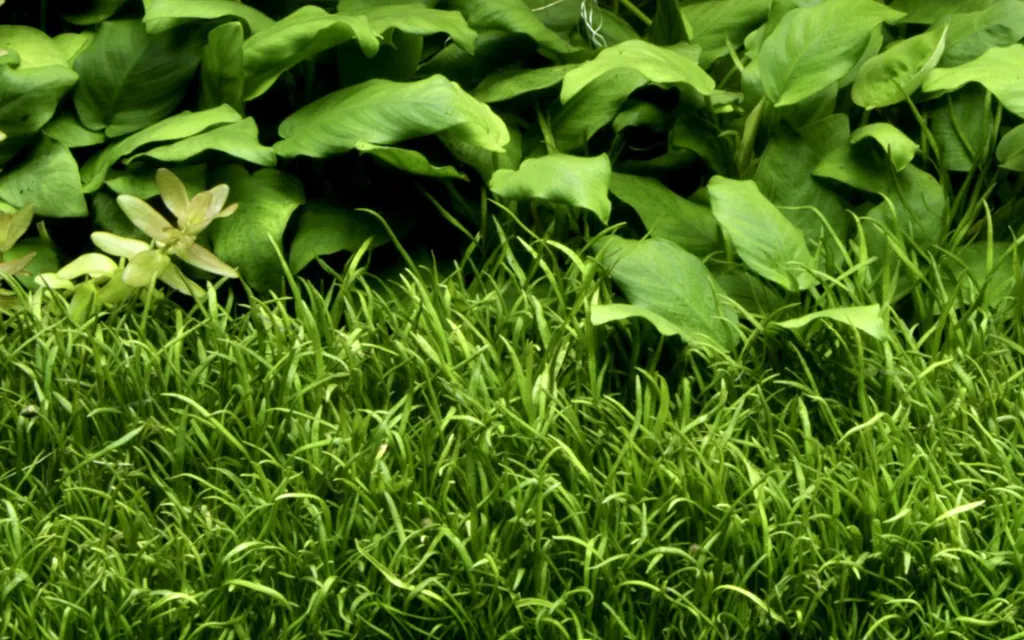 Tropica_Lilaeopsis_brasiliensis4.webp