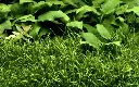 Tropica_Lilaeopsis_brasiliensis4.webp