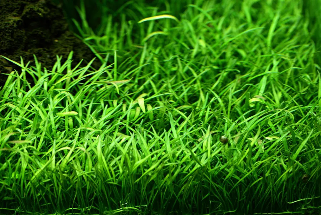 Tropica_Lilaeopsis_brasiliensis3.webp