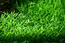 Tropica_Lilaeopsis_brasiliensis3.webp