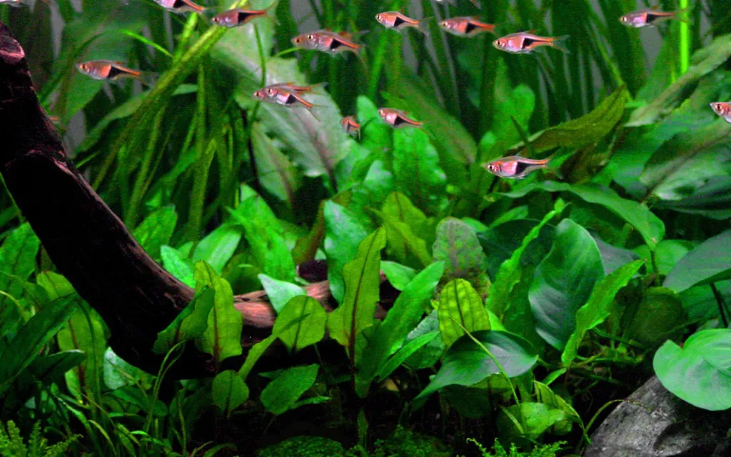 Tropica_Cryptocoryne_wendtii_Green4.webp