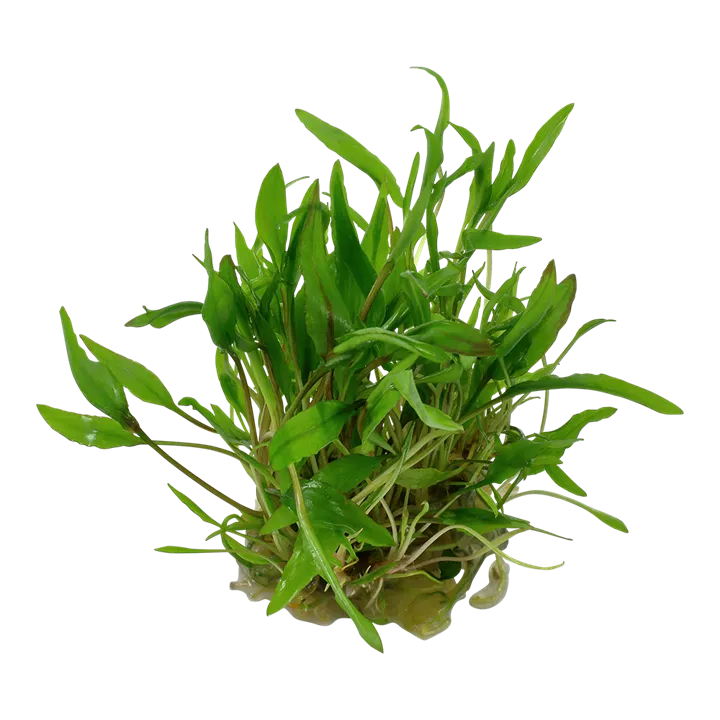 Tropica_Cryptocoryne_wendtii_Green2.webp
