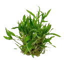 Tropica_Cryptocoryne_wendtii_Green2.webp