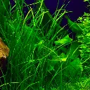 vallisneria-nana-2.webp
