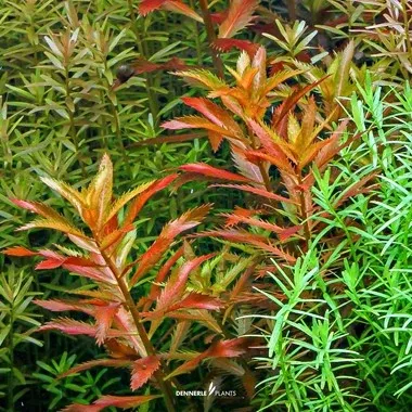 imagegen.ashx-5_f333d56f-5762-4ae8-bd74-afc2c08e2bdc.webp