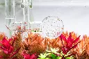nfp2.webp
