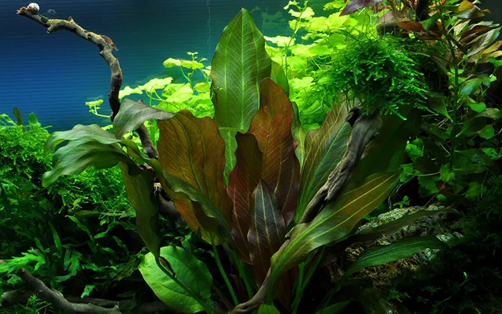 Tropica_Echinodorus_Reni4.webp