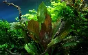 Tropica_Echinodorus_Reni4.webp