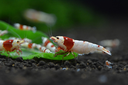 soil-s-2.webp