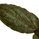 4.webp