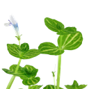 4.webp