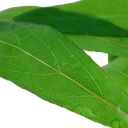 4.webp