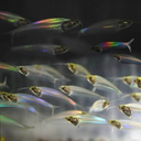 glass catfish2.webp