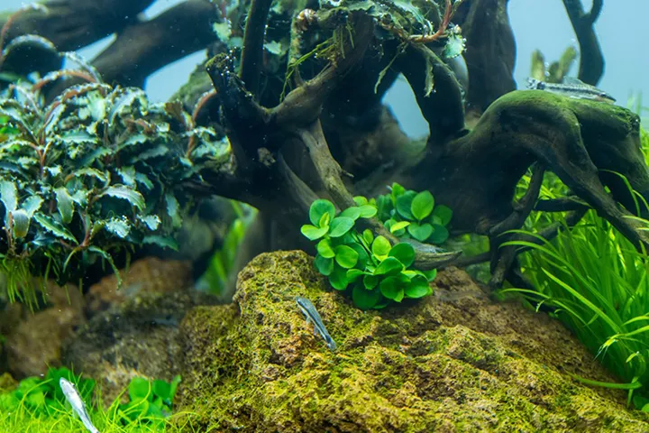 Tropica_Anubias_barteri_Mini_Coin3.webp
