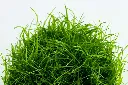 Tropica_Eleocharis_acicularis2.webp
