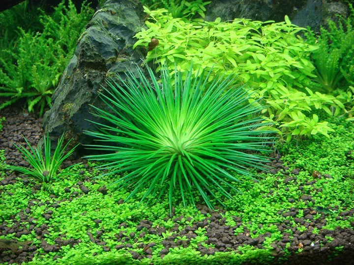 Tropica_Eriocaulon _cinereum3.webp