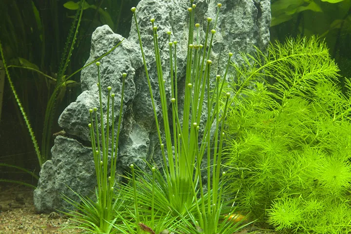Tropica_Eriocaulon _cinereum4.webp