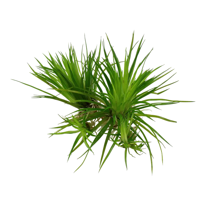 Tropica_Eriocaulon _cinereum2.webp