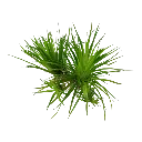Tropica_Eriocaulon _cinereum2.webp