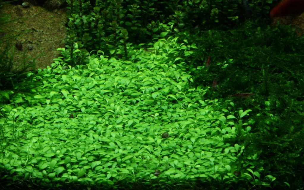 Tropica_Glossostigma_elatinoides3.webp