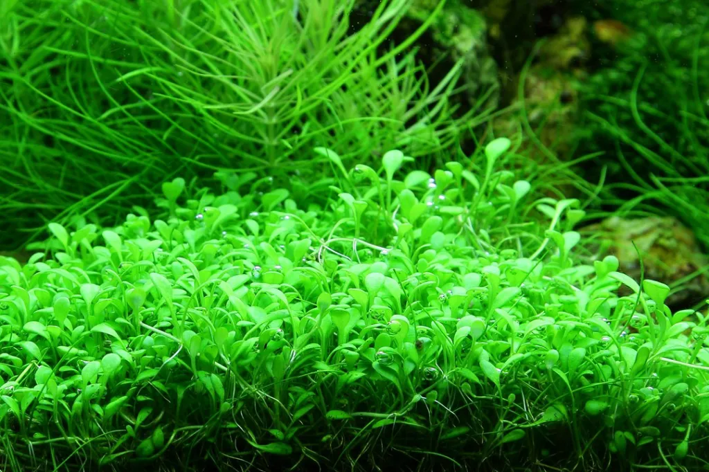 Tropica_Glossostigma_elatinoides4.webp