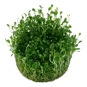 Tropica_Glossostigma_elatinoides2.webp