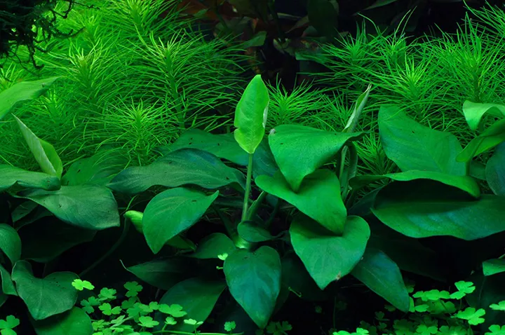 Tropica_Anubias_barteri_nana4.webp