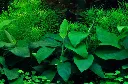 Tropica_Anubias_barteri_nana4.webp