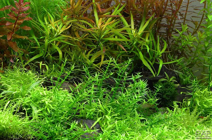 Tropica_Gratiola_viscidula3.webp