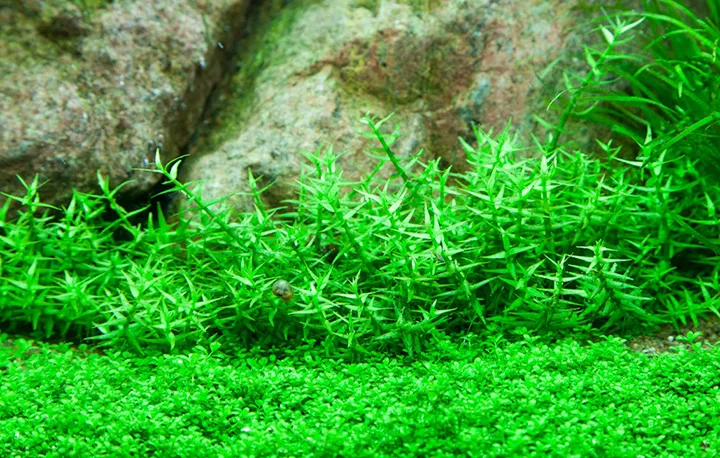 Tropica_Gratiola_viscidula2.webp