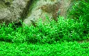 Tropica_Gratiola_viscidula2.webp