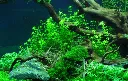 Tropica_Hemianthus_micranthemoides_or_Micranthemum_micranthemoides_Pearlweed3.webp