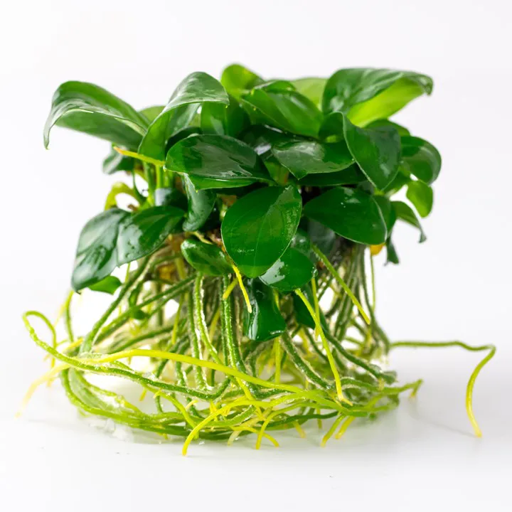 Tropica_Anubias_barteri_nana2.webp