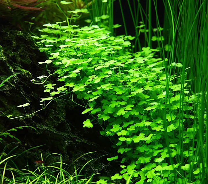 Tropica_Hydrocotyle_tripartita3.webp