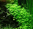 Tropica_Hydrocotyle_tripartita3.webp