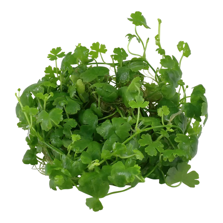 Tropica_Hydrocotyle_tripartita2.webp