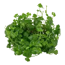 Tropica_Hydrocotyle_tripartita2.webp